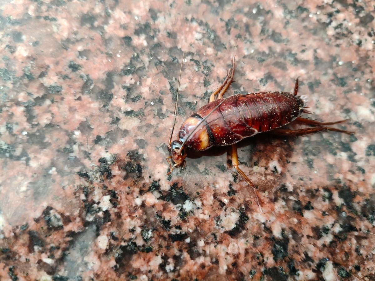 Primer plano de una cucaracha sobre una superficie de granito